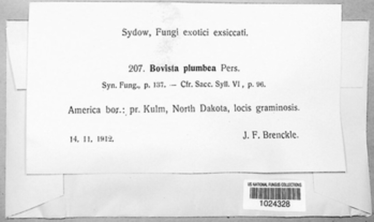 Bovista plumbea image